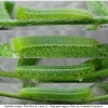 lept sinapis larva2 volg